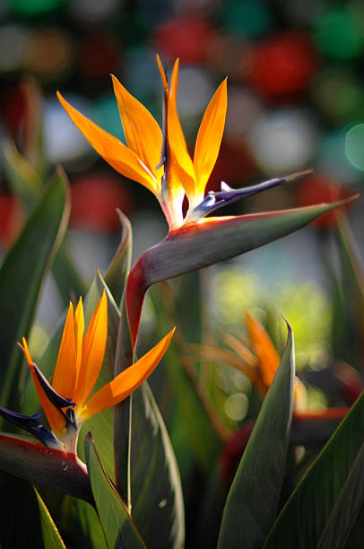 Bird of Paradise